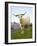 Goat, Taieri, near Dunedin, South Island, New Zealand-David Wall-Framed Photographic Print