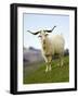 Goat, Taieri, near Dunedin, South Island, New Zealand-David Wall-Framed Photographic Print