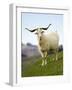 Goat, Taieri, near Dunedin, South Island, New Zealand-David Wall-Framed Photographic Print