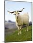 Goat, Taieri, near Dunedin, South Island, New Zealand-David Wall-Mounted Photographic Print