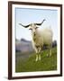 Goat, Taieri, near Dunedin, South Island, New Zealand-David Wall-Framed Photographic Print