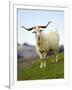 Goat, Taieri, near Dunedin, South Island, New Zealand-David Wall-Framed Photographic Print