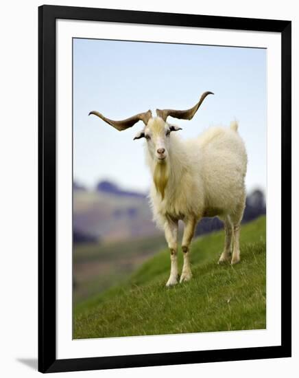 Goat, Taieri, near Dunedin, South Island, New Zealand-David Wall-Framed Photographic Print