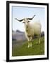 Goat, Taieri, near Dunedin, South Island, New Zealand-David Wall-Framed Photographic Print