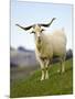 Goat, Taieri, near Dunedin, South Island, New Zealand-David Wall-Mounted Photographic Print