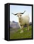 Goat, Taieri, near Dunedin, South Island, New Zealand-David Wall-Framed Stretched Canvas