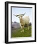 Goat, Taieri, near Dunedin, South Island, New Zealand-David Wall-Framed Premium Photographic Print