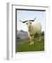 Goat, Taieri, near Dunedin, South Island, New Zealand-David Wall-Framed Premium Photographic Print