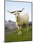 Goat, Taieri, near Dunedin, South Island, New Zealand-David Wall-Mounted Premium Photographic Print