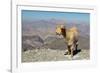 Goat with Al Hajar Mountains (Oman Mountains) in the background, close to Jebel Shams Canyon, Oman-Jan Miracky-Framed Photographic Print