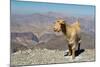 Goat with Al Hajar Mountains (Oman Mountains) in the background, close to Jebel Shams Canyon, Oman-Jan Miracky-Mounted Photographic Print