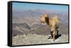 Goat with Al Hajar Mountains (Oman Mountains) in the background, close to Jebel Shams Canyon, Oman-Jan Miracky-Framed Stretched Canvas