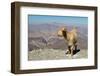 Goat with Al Hajar Mountains (Oman Mountains) in the background, close to Jebel Shams Canyon, Oman-Jan Miracky-Framed Photographic Print