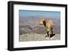 Goat with Al Hajar Mountains (Oman Mountains) in the background, close to Jebel Shams Canyon, Oman-Jan Miracky-Framed Photographic Print