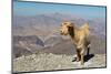 Goat with Al Hajar Mountains (Oman Mountains) in the background, close to Jebel Shams Canyon, Oman-Jan Miracky-Mounted Photographic Print