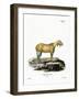 Goat Without Horns-null-Framed Giclee Print