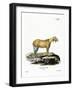 Goat Without Horns-null-Framed Giclee Print