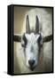 Goat-null-Framed Stretched Canvas