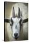 Goat-null-Stretched Canvas