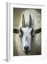 Goat-null-Framed Photographic Print