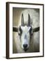 Goat-null-Framed Photographic Print