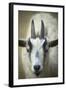 Goat-null-Framed Photographic Print