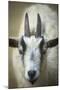 Goat-null-Mounted Photographic Print