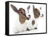 Goats 001-Andrea Mascitti-Framed Stretched Canvas