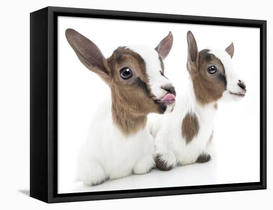 Goats 001-Andrea Mascitti-Framed Stretched Canvas