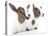 Goats 001-Andrea Mascitti-Stretched Canvas