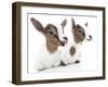 Goats 001-Andrea Mascitti-Framed Photographic Print