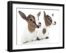 Goats 001-Andrea Mascitti-Framed Photographic Print