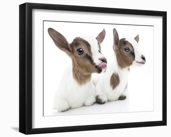 Goats 001-Andrea Mascitti-Framed Photographic Print