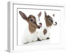 Goats 001-Andrea Mascitti-Framed Photographic Print