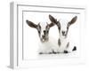 Goats 002-Andrea Mascitti-Framed Photographic Print