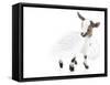 Goats 003-Andrea Mascitti-Framed Stretched Canvas