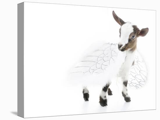 Goats 003-Andrea Mascitti-Stretched Canvas