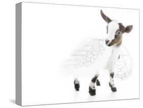 Goats 003-Andrea Mascitti-Stretched Canvas