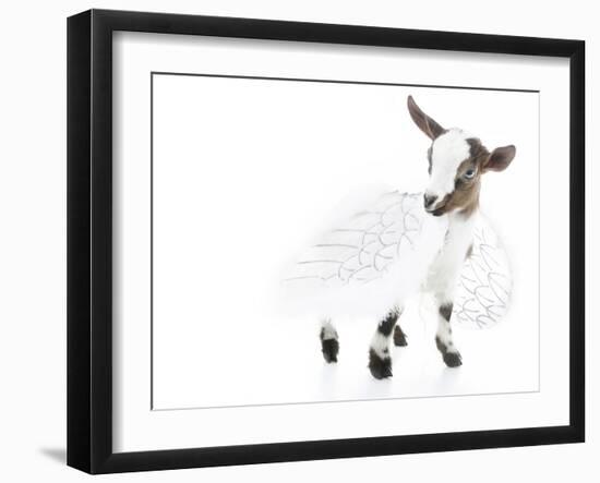 Goats 003-Andrea Mascitti-Framed Photographic Print