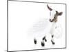 Goats 003-Andrea Mascitti-Mounted Photographic Print