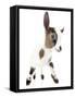 Goats 004-Andrea Mascitti-Framed Stretched Canvas
