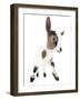 Goats 004-Andrea Mascitti-Framed Photographic Print