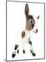 Goats 004-Andrea Mascitti-Mounted Photographic Print