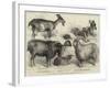 Goats Exhibited at the Alexandra Palace Goat Show-null-Framed Giclee Print