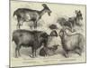 Goats Exhibited at the Alexandra Palace Goat Show-null-Mounted Giclee Print