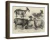 Goats Exhibited at the Alexandra Palace Goat Show-null-Framed Giclee Print