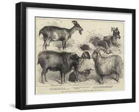 Goats Exhibited at the Alexandra Palace Goat Show-null-Framed Giclee Print