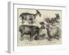 Goats Exhibited at the Alexandra Palace Goat Show-null-Framed Giclee Print