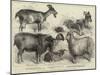 Goats Exhibited at the Alexandra Palace Goat Show-null-Mounted Giclee Print