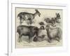 Goats Exhibited at the Alexandra Palace Goat Show-null-Framed Giclee Print